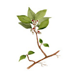 Wintergreen